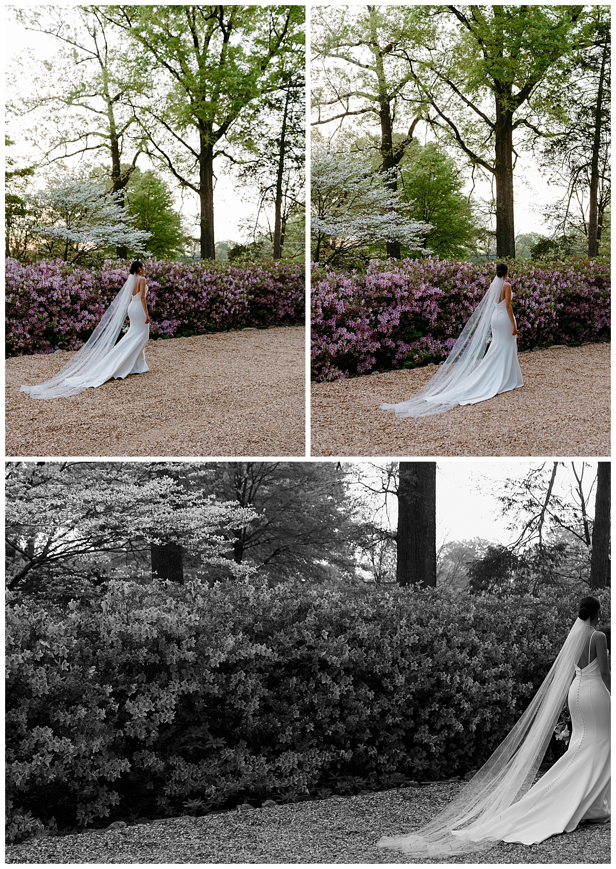 long veil trails behind woman walking by blooms at VanLandingham Estate bridal session